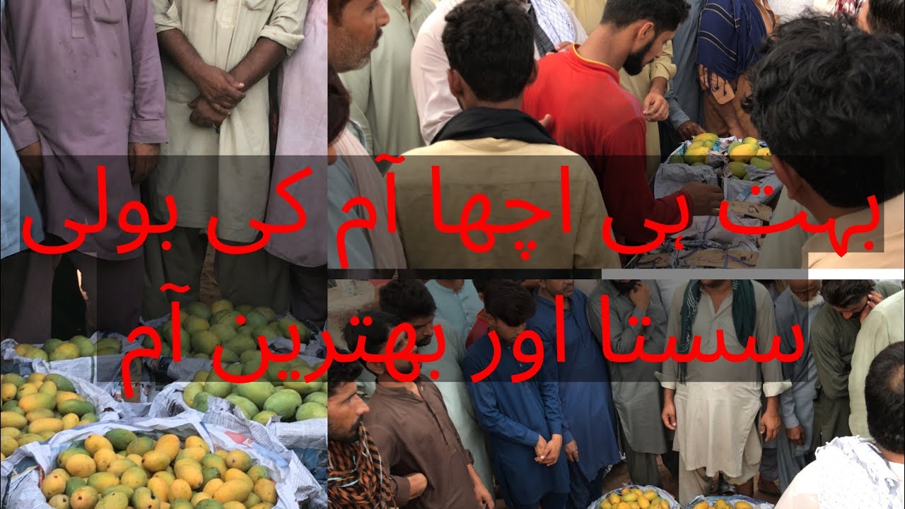 آم کی بولی دوسیری آم کی بولی سفید چونسہ لٹور لنگڑا سندڑھی آم کی بولی🥭🥭🥭 ...