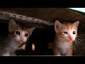4匹の子猫に狙われた結果, と成長していた4匹の子猫