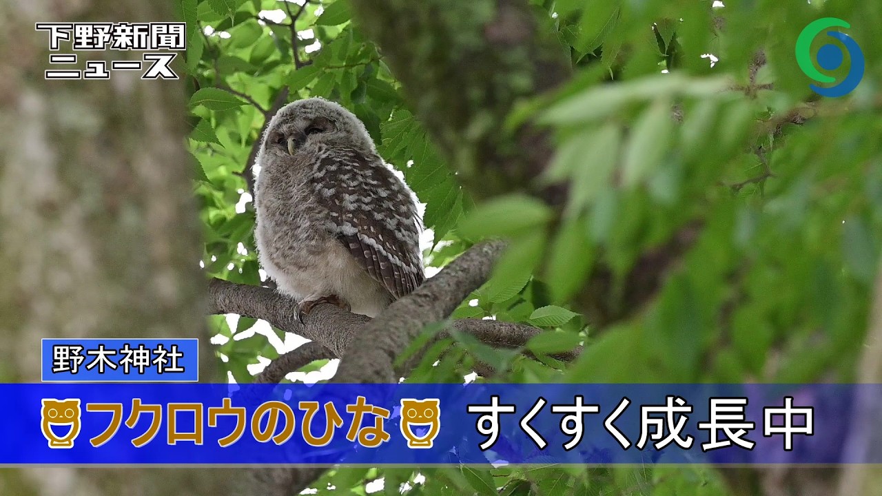 Owl chicks growing up fast at Nogi Shrine - YouTube