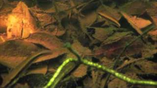 Heiko Bleher in Caño Sardiña, Colombia.m4v