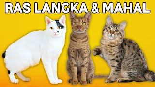 5 Jenis Kucing Peranakan Paling Langka Dengan Harganya Fantastis by Kucing Meong 204 views 10 months ago 5 minutes, 50 seconds