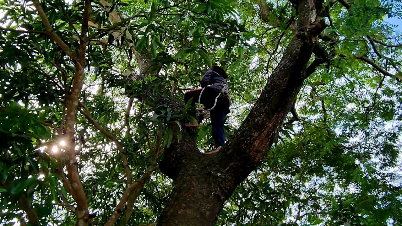 Stihl ms382, Sawing a large Trembesi tree near the house / Cưa cây ...