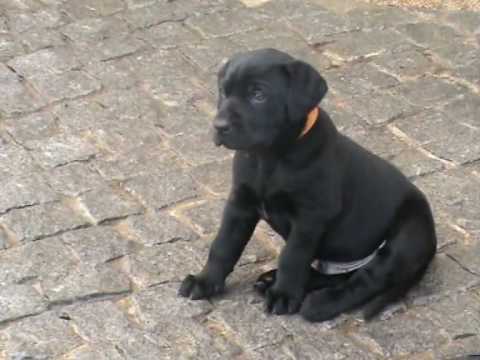 baby black puppy