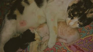 Momma Cat With Cute Babies