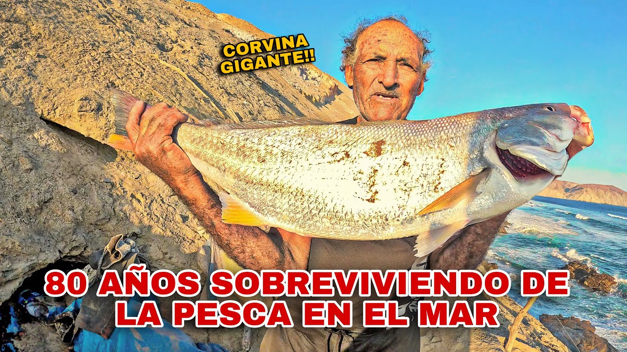 ¡Asombroso! Vean como Este HOMBRE de 80 años Atrapa el PEZ mas CARO del PERÚ - Vive SOLO en el mar