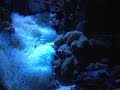石垣島産 ホワイト系センジュイソギンチャクとカクレクマノミ 2016.10.10