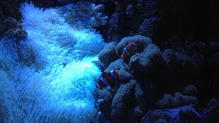 石垣島産 ホワイト系センジュイソギンチャクとカクレクマノミ 2016.10.10