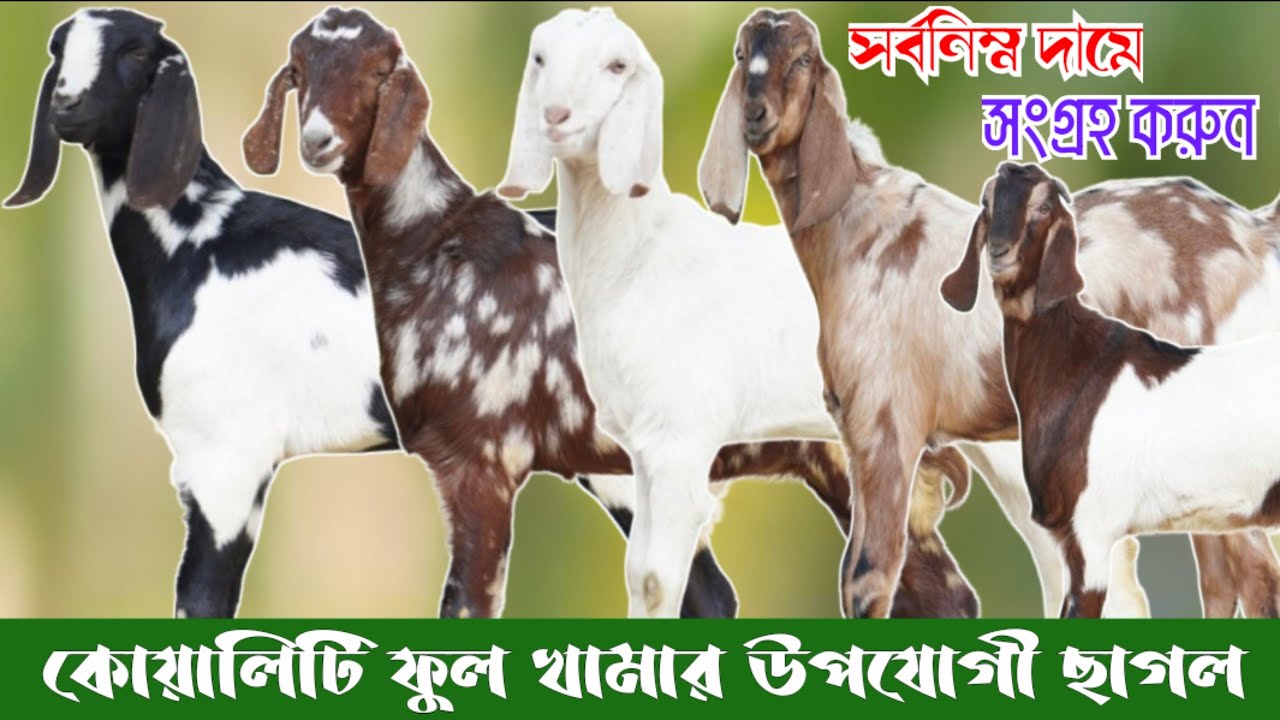 সর্বনিম্ন দামে উন্নত মানের খামার উপযোগী ছাগল সংগ্রহ করুন সুমন ভাই এর খামার থেকে | #goatfarming 