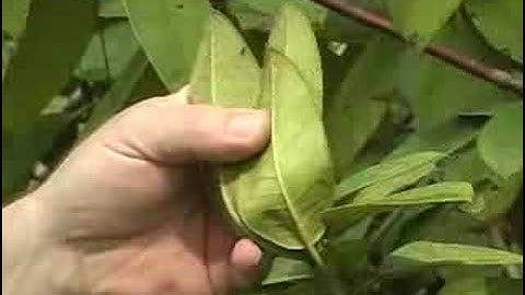 Deadheading Rhododendrons (Part 2 of 2)