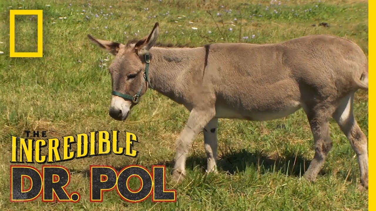 Dr. Pol Checks the Teeth of a Horse and Donkey – Documentary