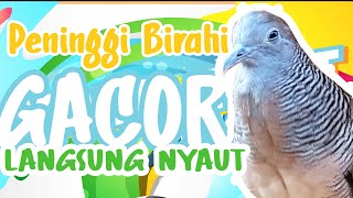 Suara Perkutut Lokal Ampuh Untuk Pancingan dan Pikat screenshot 2