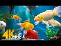 Aquarium 4K VIDEO (ULTRA HD) 🐠 Sea Animals With Relaxing Music - Rare & Colorful Sea Life Video