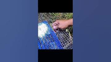 Chuột đồng quá bự #shorts