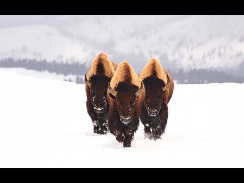 Видео: Какви животни живеят в Америка