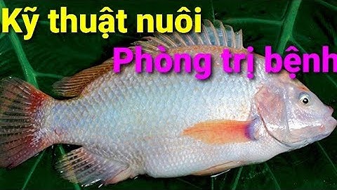 Kỹ thuật nuôi cá Diêu Hồng và phòng trị bệnh thường gặp