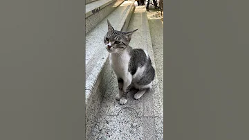 مش طايقة نفسك ليه يا رووبي Cat Reels Ruby Cute Love Explore Usamaedward 