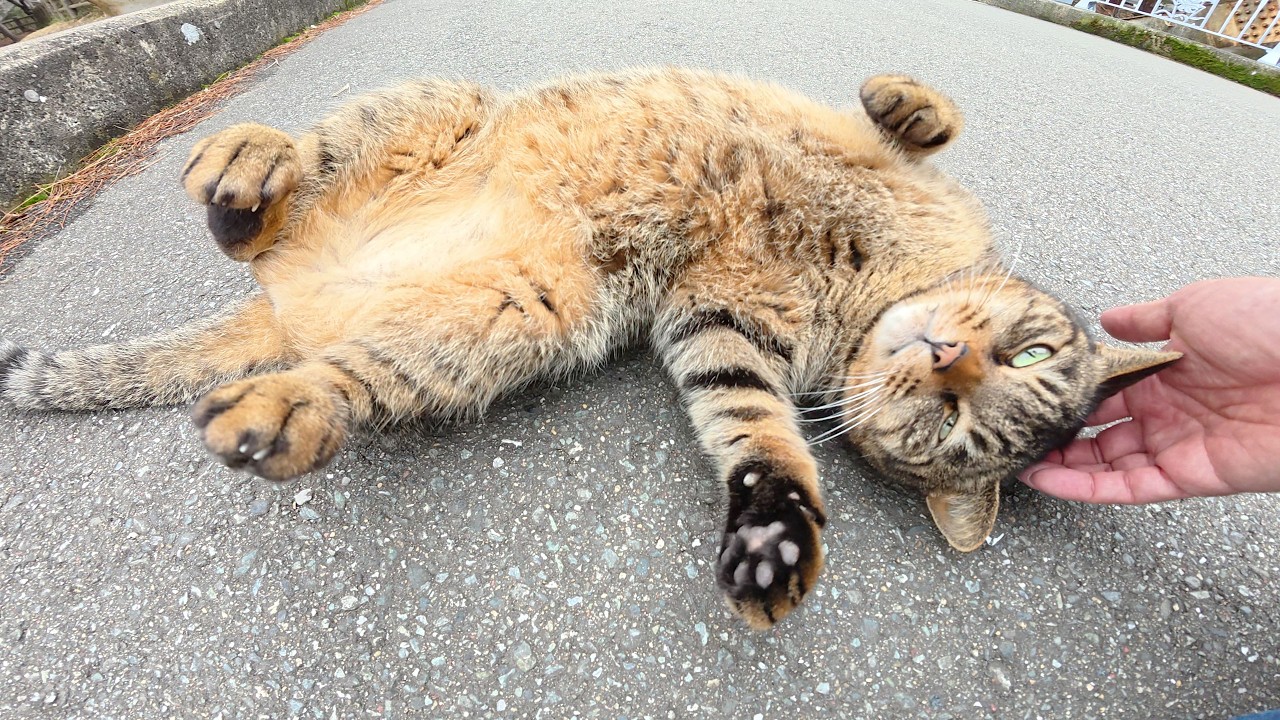 Полосатая кошка которую я встретил на мосту показала мне свой живот