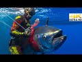 BLUEFIN TUNA Spearfishing🔪CATCH CLEAN COOK |Spearfishing Life 🇬🇷 [4Κ]✅