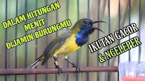 Kurang Dalam 1 mnt burung anda pasti ikut gacor // masteran terampuh 2025 sogon gacor dor ngeleper