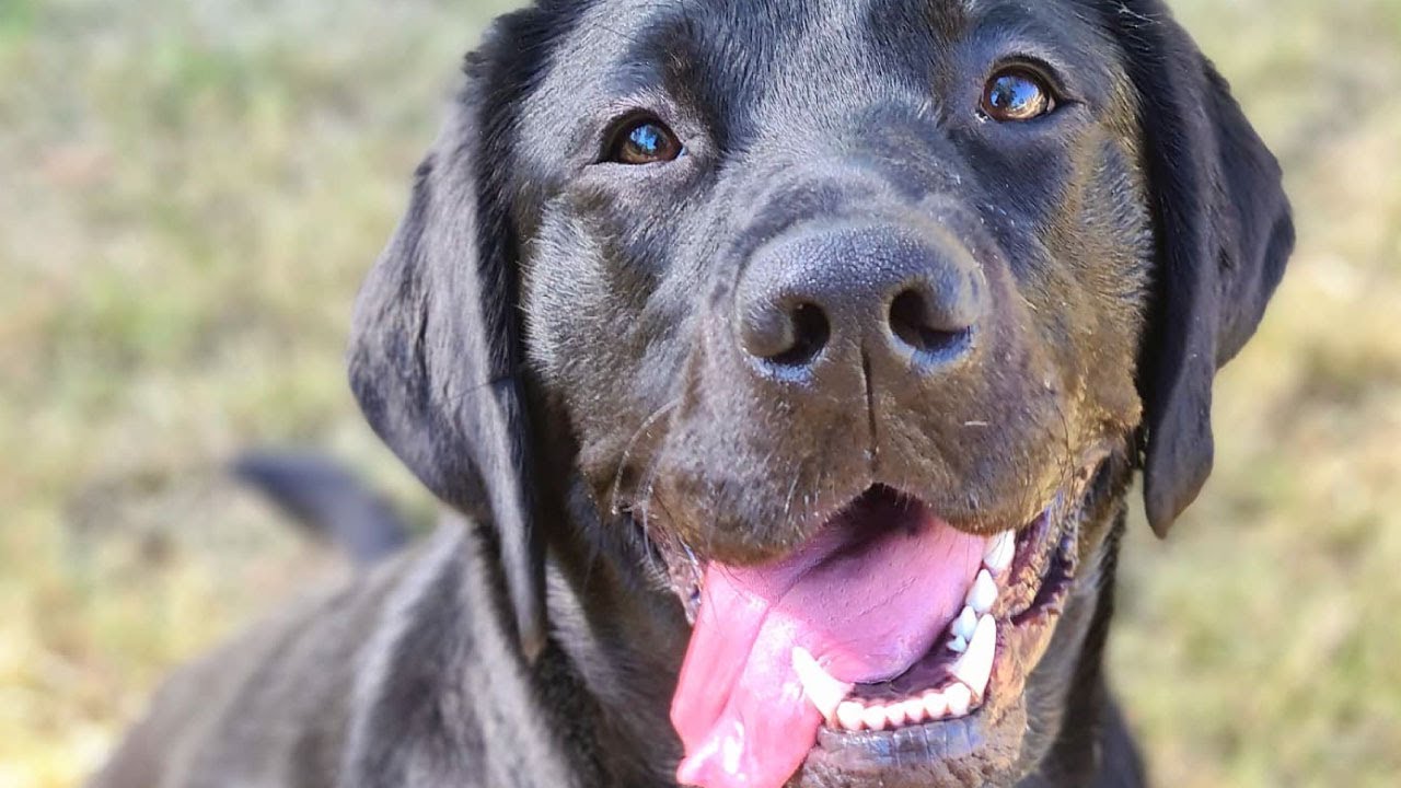 How To A Guide Dog Trainer Australia