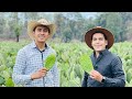 Cultivo de Nopales | 400 toneladas diarias | Por su calidad se exporta a Canadá, Europa y USA