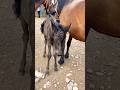 Cute baby horse🔥#petanimals#viral🔥