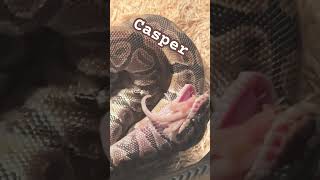 He’s a true predator ￼