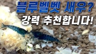 블루벨벳 새우 키우기 어렵지 않습니다. 강력 추천 합니다!!