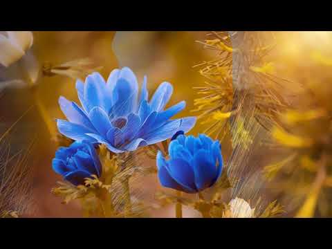 Meditation Impromptu BGM