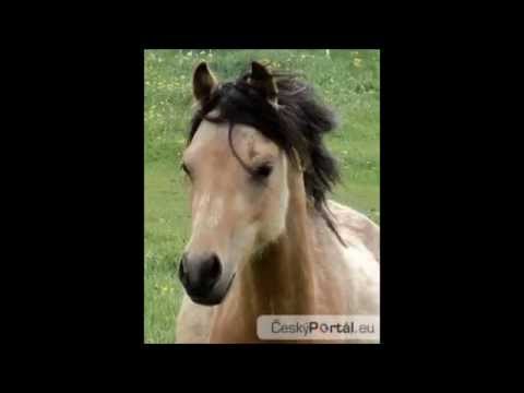 Video: Maďarský Sportovní Kůň Plemeno Koní Hypoalergenní, Zdraví A životnost