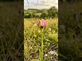 Timelapse - Bee Orchid #flowers #nature #garden #relaxingmusic #plants