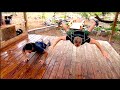 Top 10 Pushups for Martial Arts!