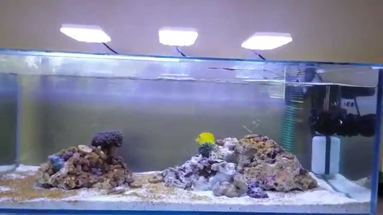 Shallow reef tank - Day 30 - YouTube