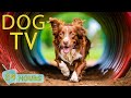 Dog tv best entertainment for anxious dogs when home alone  music to keep your dogs happy
