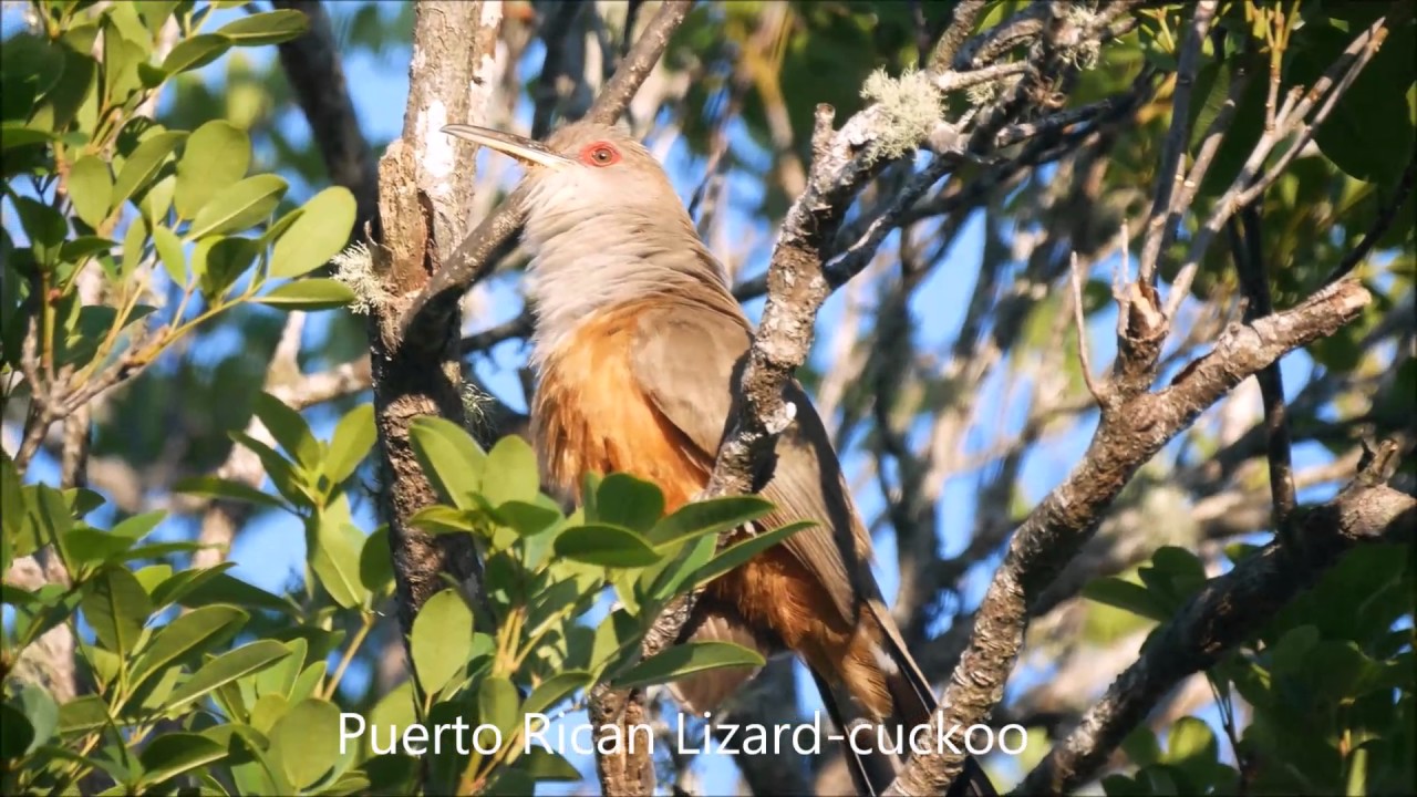 Birds of Puerto Rico