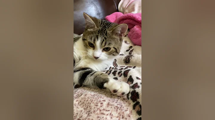 Video 670281: british fold cat, bengal cat british, fold cat cute, cat exotic, exotic animals live, cat house