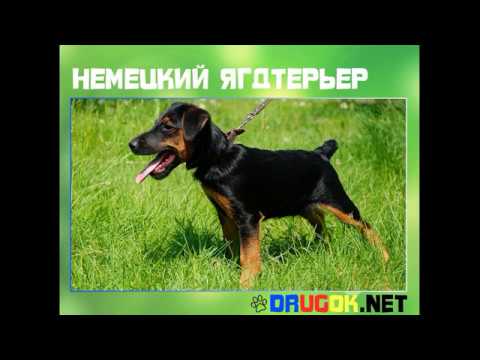 Немецкий ягдтерьер