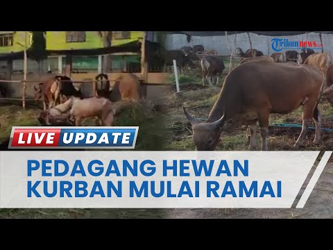 Bisnis Menjanjikan, Pedagang Hewan Kurban Dadakan Bertebaran di Kota Sampit Kotawaringin Timur