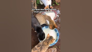 Every bit of your support counts click on the links in our bio to donate for any support #cat