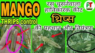 आम में थ्रिप्स की पहचान | THRIPS Control In Mango Farm | Mango Farming