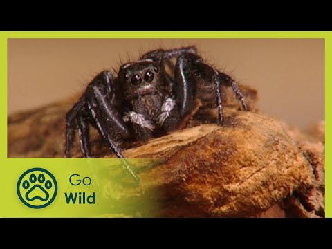 Dinning Out (Spider) - Insects & Reptiles S1E09 - Go Wild