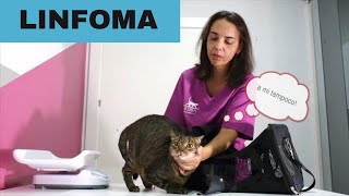 ✅LINFOMA EN GATOS (que debes SABER): CASO REAL