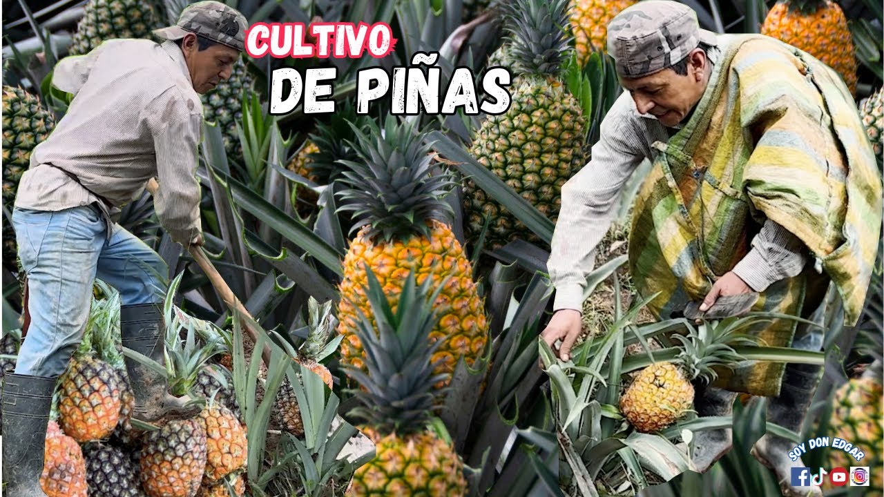 TRABAJANDO EN EL PIÑAS 🍍| anbundante cosecha para todo el año 👨🏼‍🌾🙏 ...