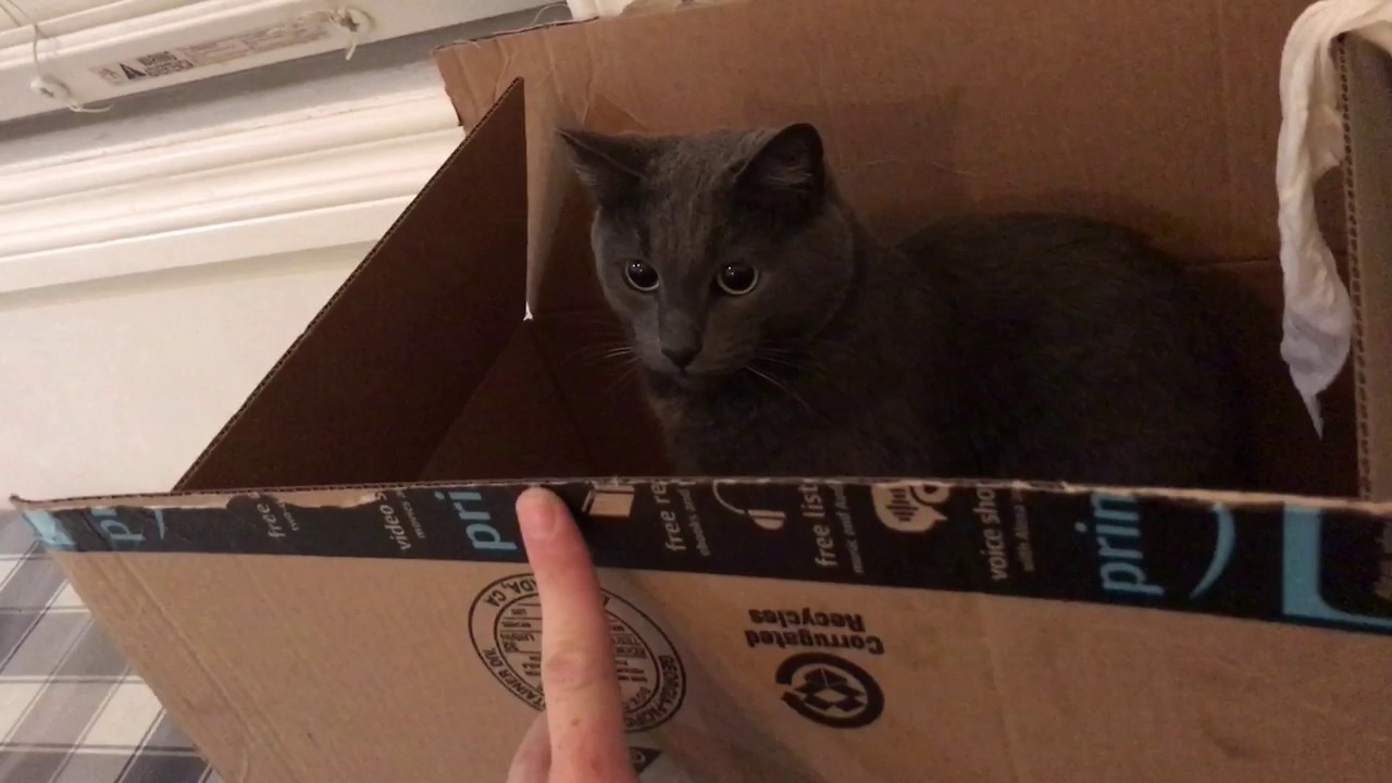 Cat playing in cardboard box YouTube