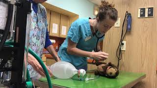 Skill 19 CPR Small Dog