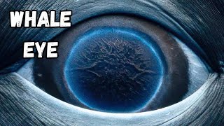 How Whales See the World 🐋 
