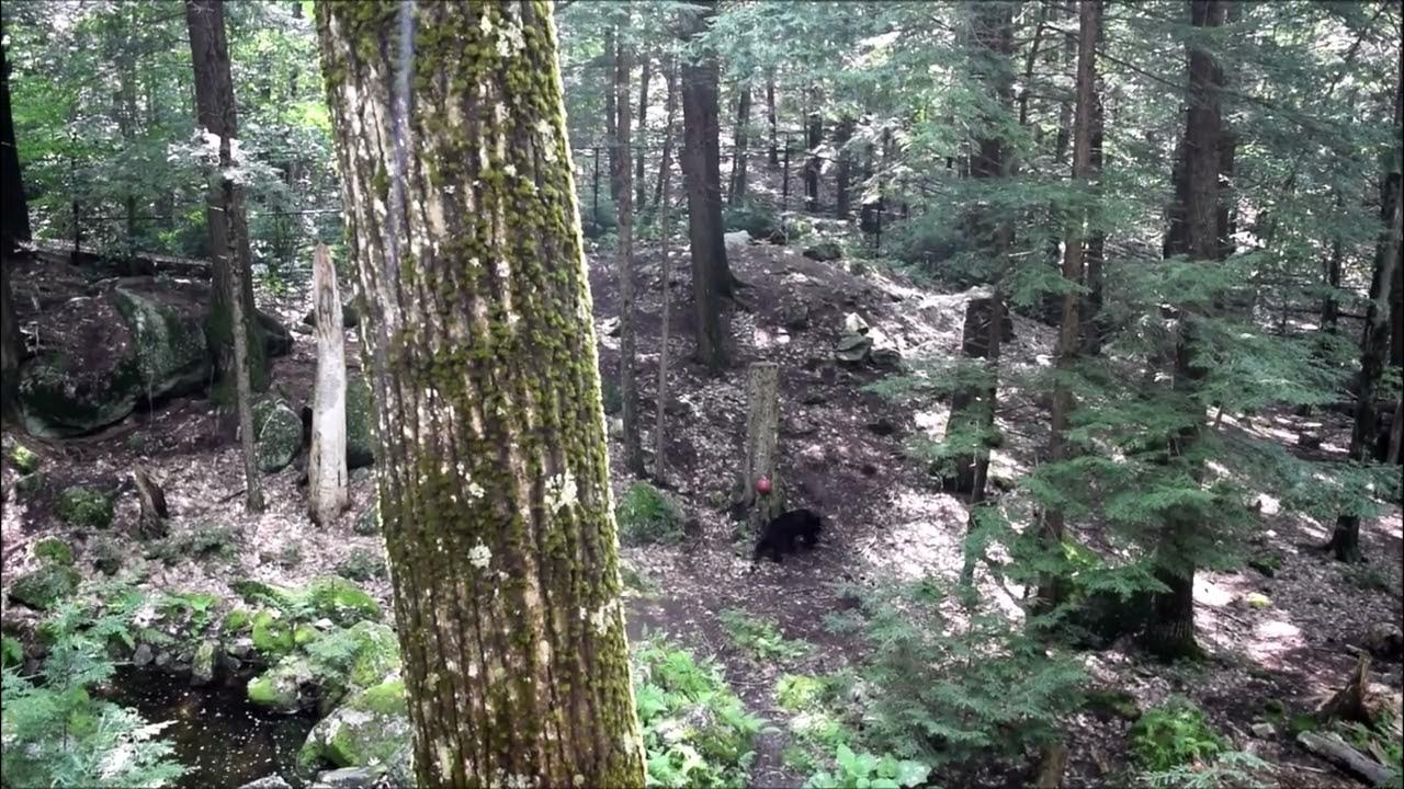 Black Bear at Squam Lakes Natural Science Center in Holderness New