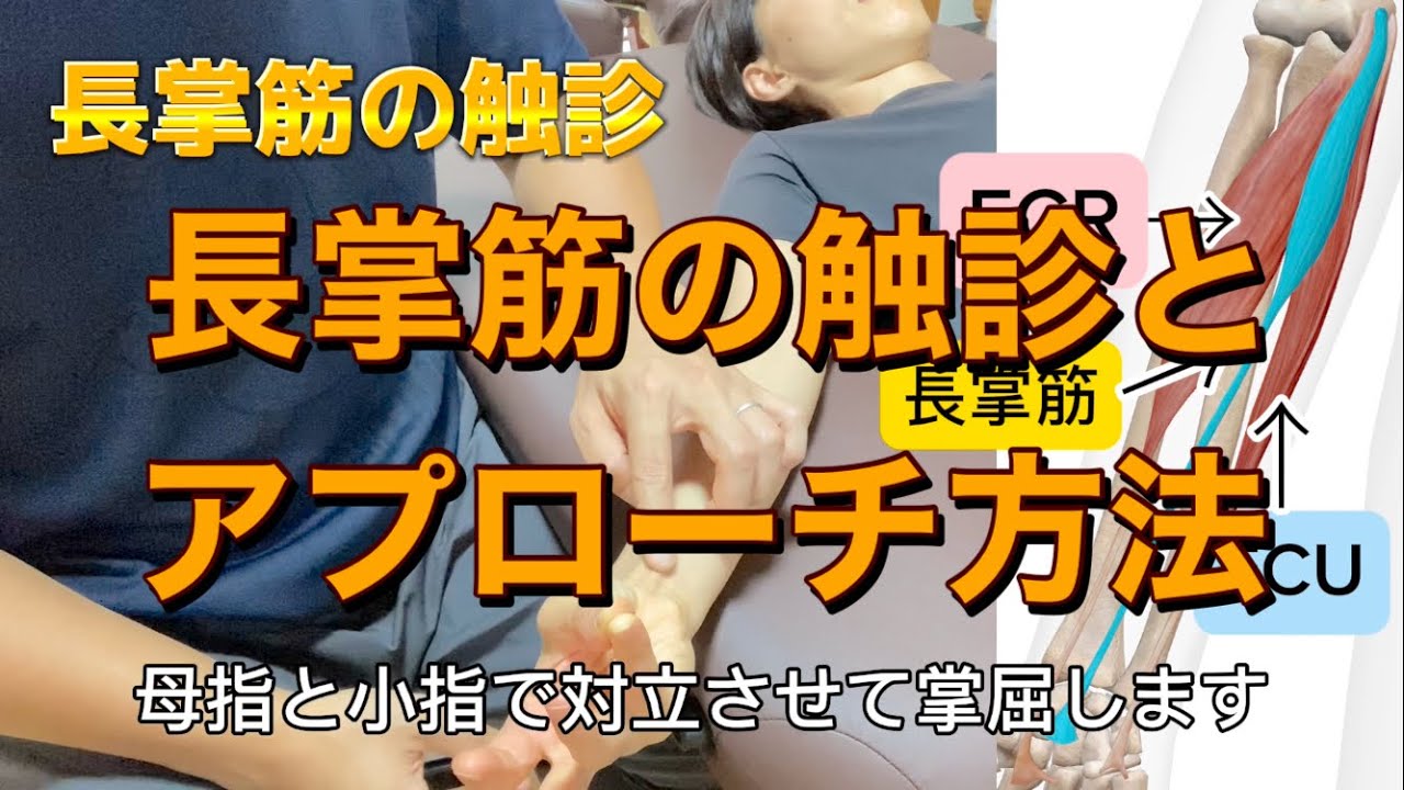 長掌筋の触診とアプローチ方法