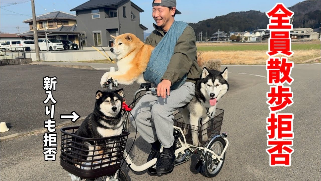 【悲劇】全員が散歩拒否した結果…とんでもない事になりました