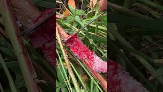 Make sure to CRUSH these eggs! #satisfying #egg #sounds